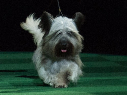 Here are the 'smartest' dog breeds, according to a psychologist