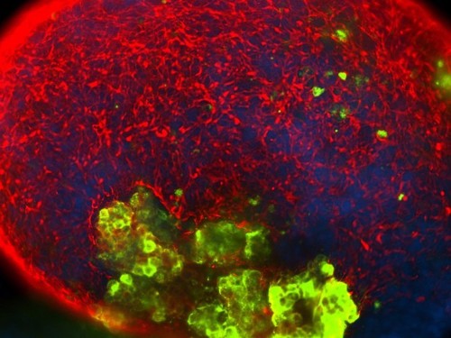 'Fountain-of-youth' molecules were able to make mice young again and extend their lives