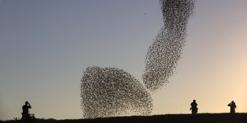 These birds create amazing black 'clouds' in the sky