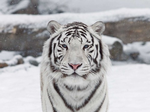 Scientists Have Solved The Mystery Of The White Tiger's Coat