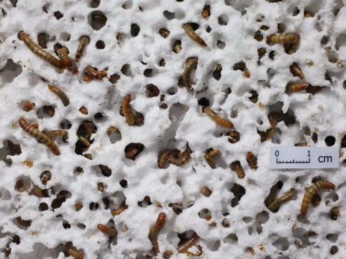 A Stanford researcher found a bizarre way to cut down on trash in the US