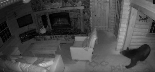 This new Nest ad highlights the most amazing moments its smart cameras caught on video this year