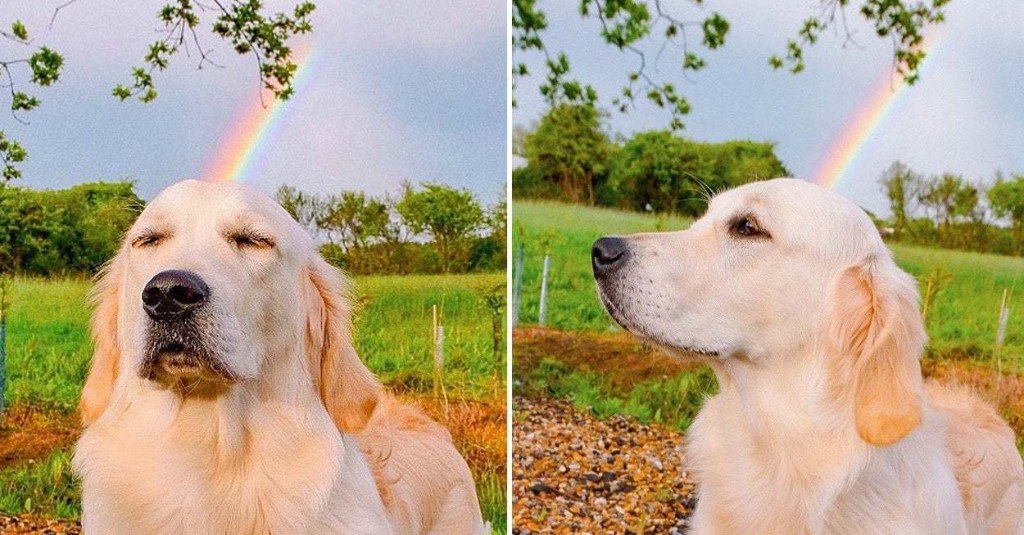 16 Dog Posts From This Week That You Should See If You're Sad (Or Even If You're Not)