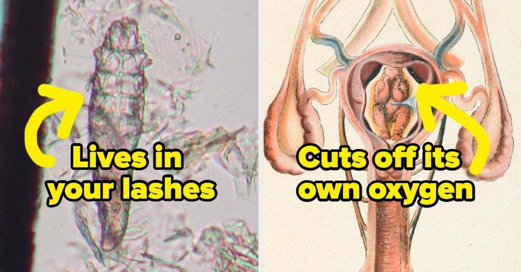 Random Trivia - cover