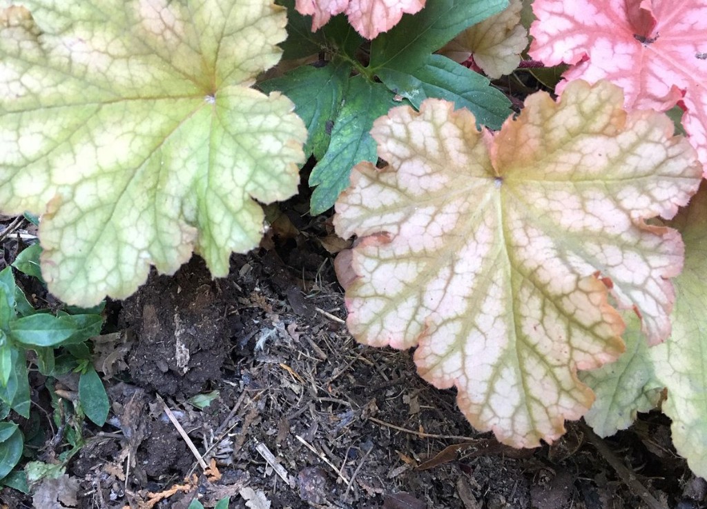 Shredded leaves have plenty of uses in gardens, from nurturing soil for spring vegetables to feeding the lawn