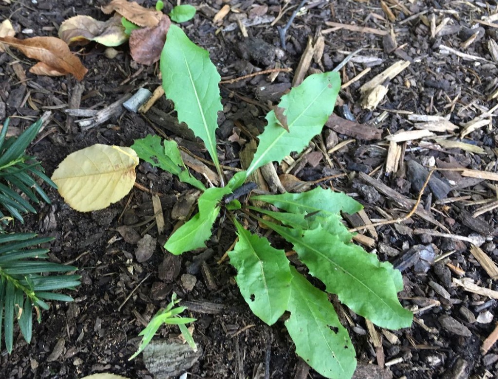 Weeds still going strong into fall? Here’s how to tackle them in your garden or lawn