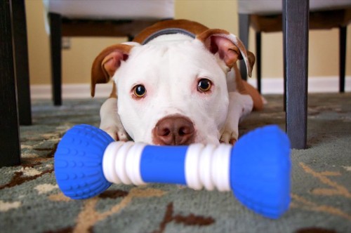 GoBone: Un hueso inteligente para que no se aburra tu perrito