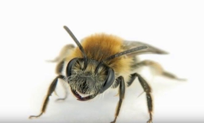 Walmart patenta una abeja robot que puede detectar polen