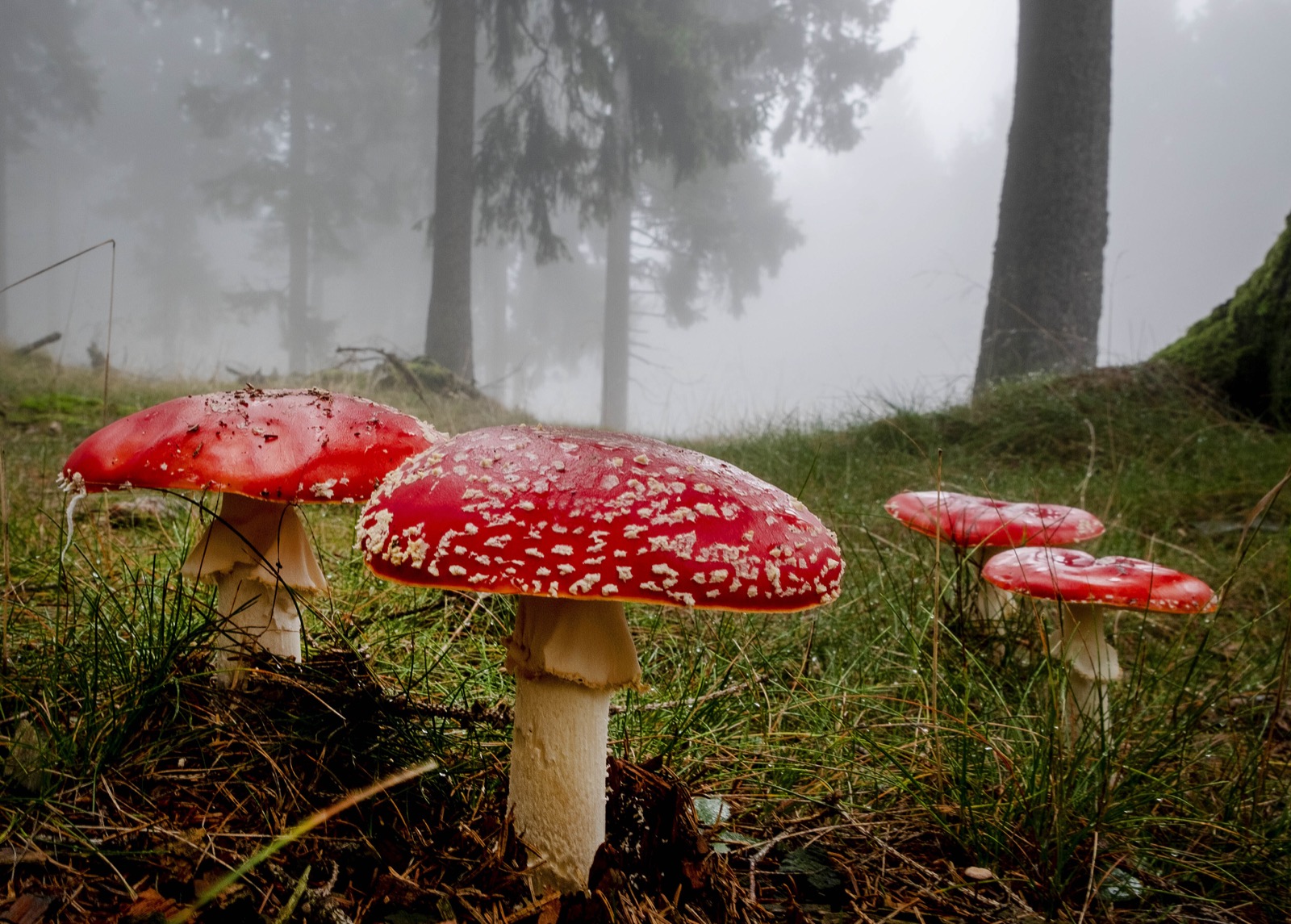 Storytelling in Pictures