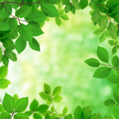 Ecology