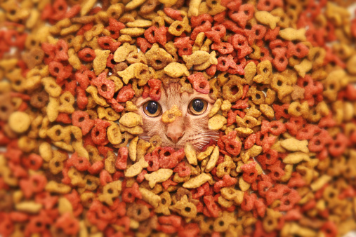 Pets