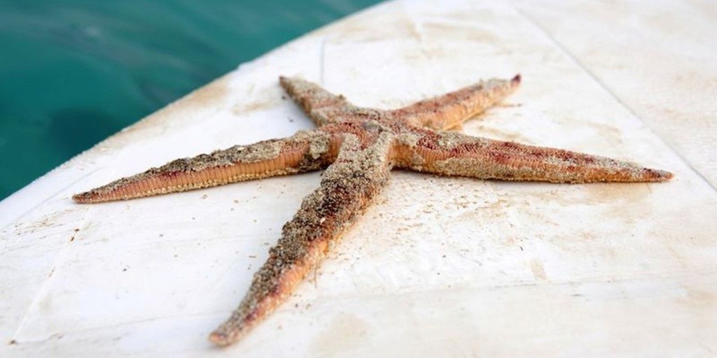 Climate Crisis Weekly: The Mauritius oil spill is killing marine life - Electrek