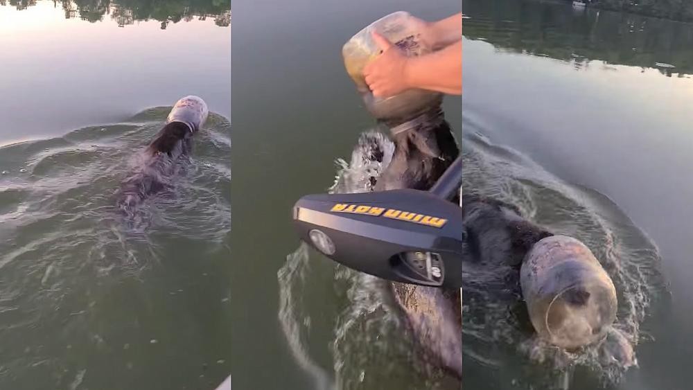 Euronews Living - cover