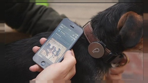 Whistle, para estar informado de la actividad de tu perro