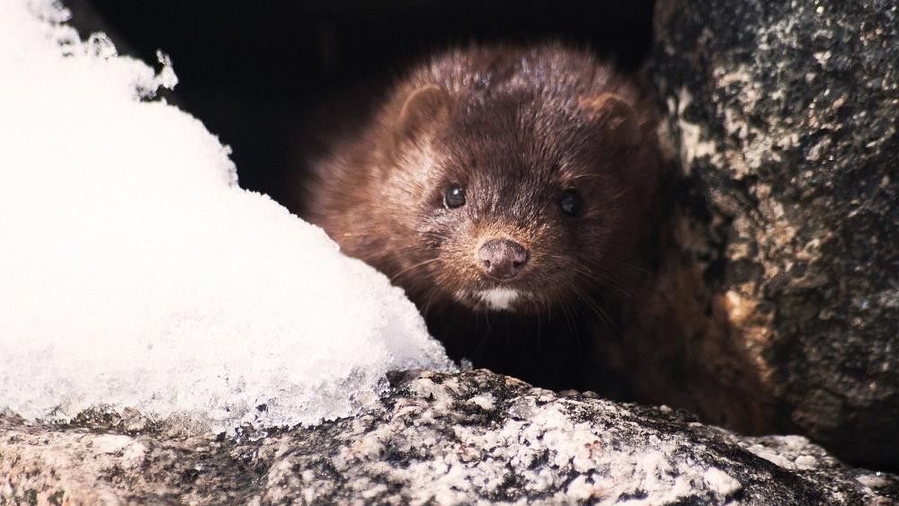 Netherlands: Culling of 10,000 minks postponed after two cases of COVID-19 animal transmission