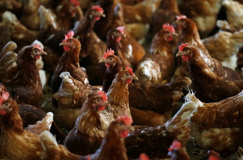 Dutch order poultry to be kept indoors after German bird flu outbreak