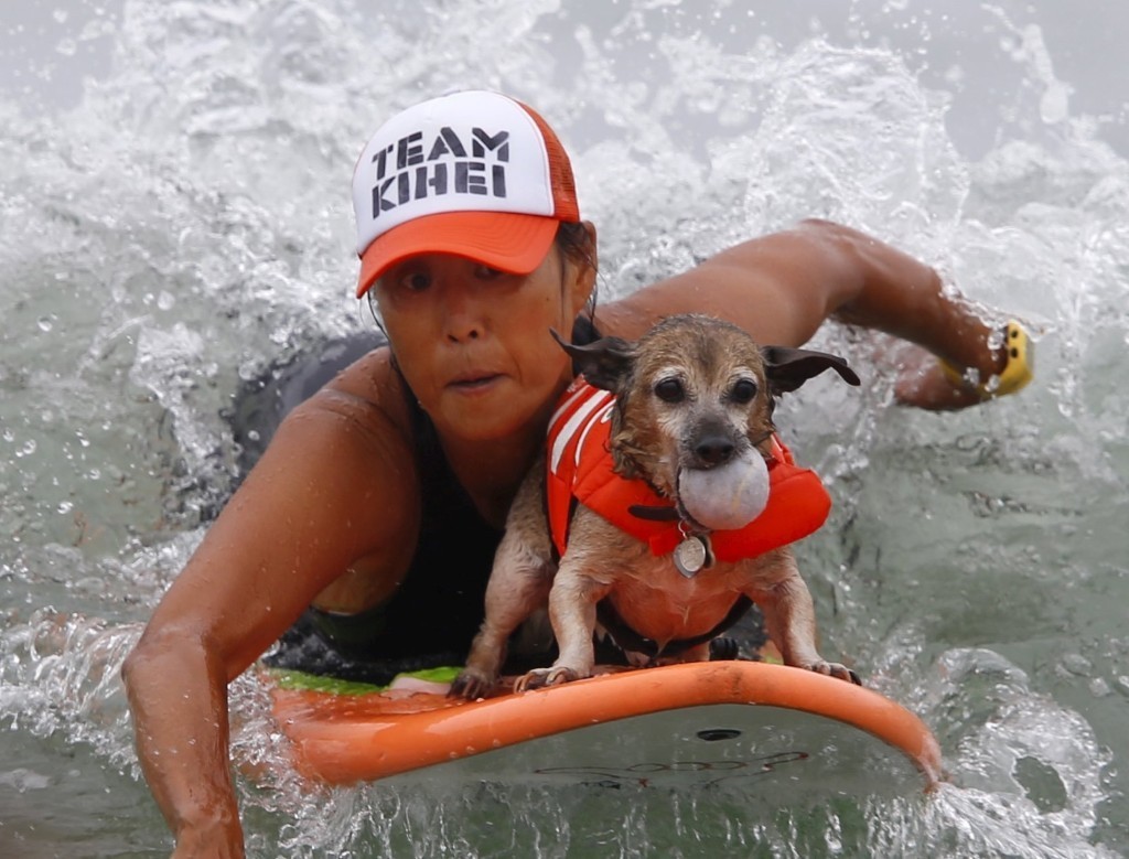 Dog Surfing in California