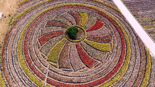 Flower Power in China: Pictures