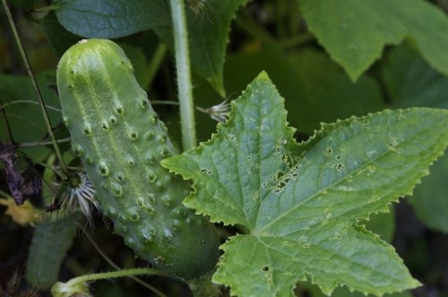 Garden-to-Table Recipe: Pickles from a Cook’s Garden