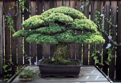 391-Year-Old Bonsai Tree Survived Hiroshima Bombings and Keeps Growing