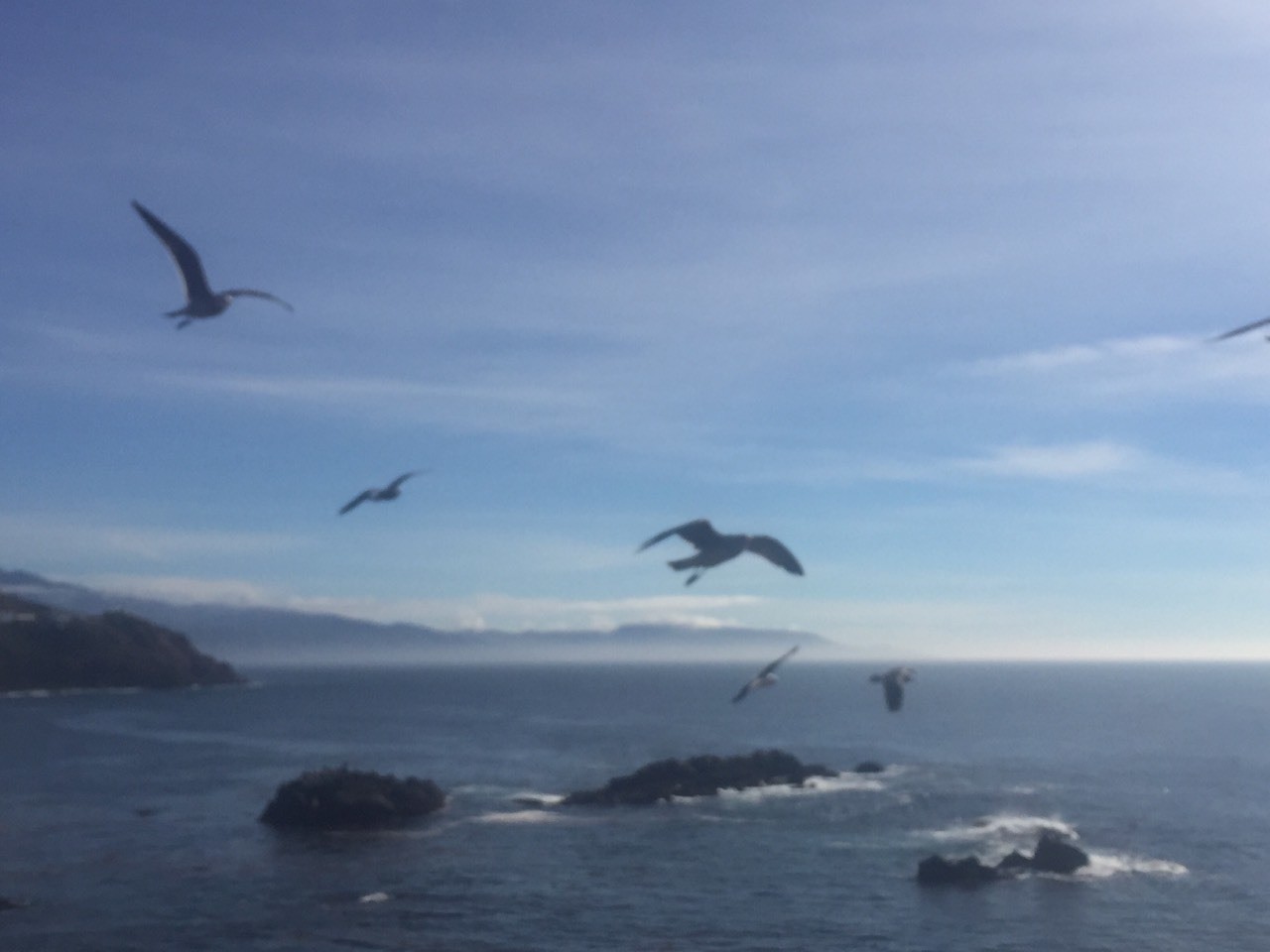 This is a photo I took in Mexico of a bunch of seagulls on December 10th this year