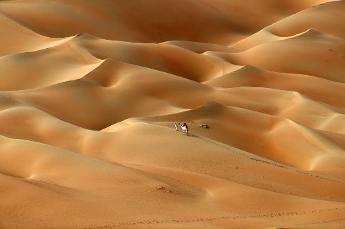 Camel Crossing Near Abu Dhabi: Pictures
