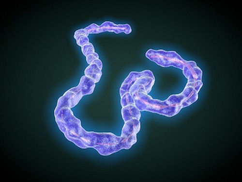 Experimental drug shows promise against Ebola's cousin, Marburg virus