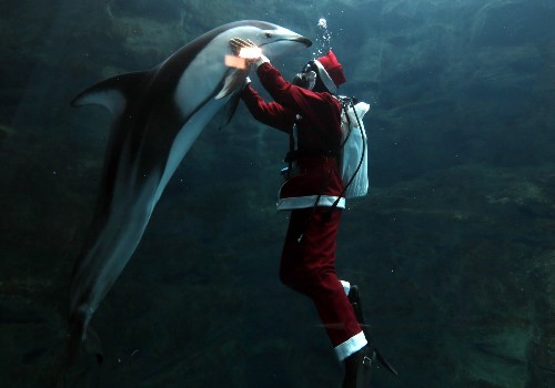 Santa Diving in Japanese Aquarium: Pictures