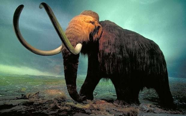 Woolly mammoth could roam again as extinct DNA merged with elephant