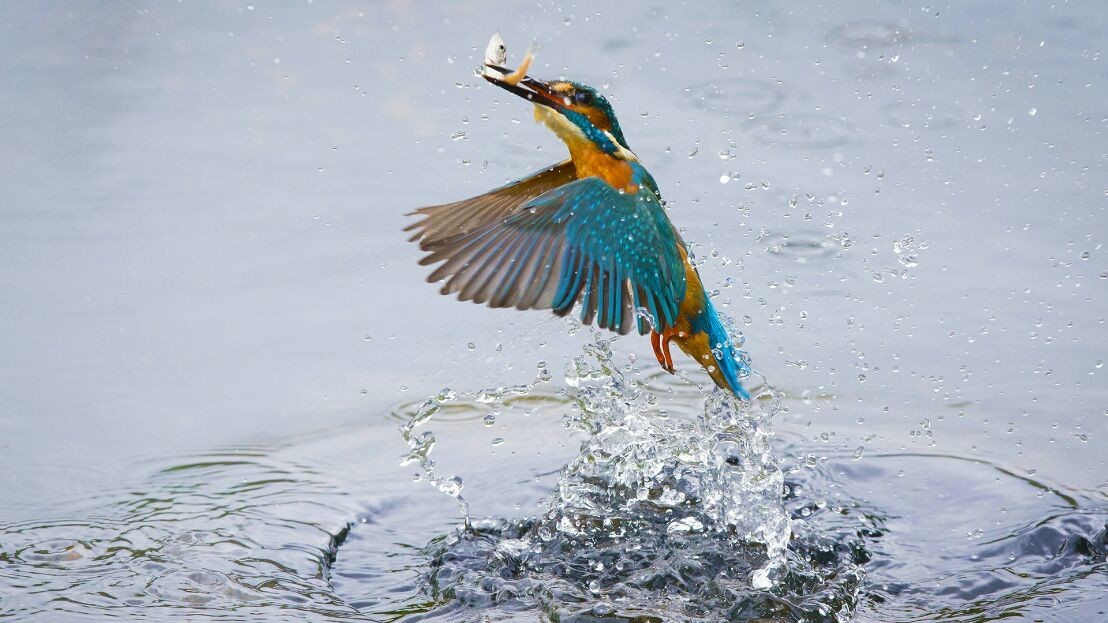 Best fisherman
