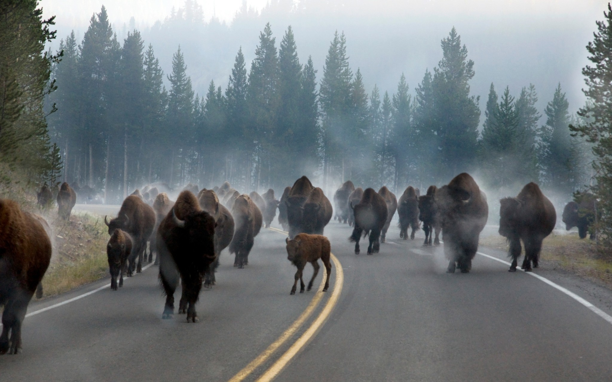 Buttes and beasts: amazing US national parks – in pictures