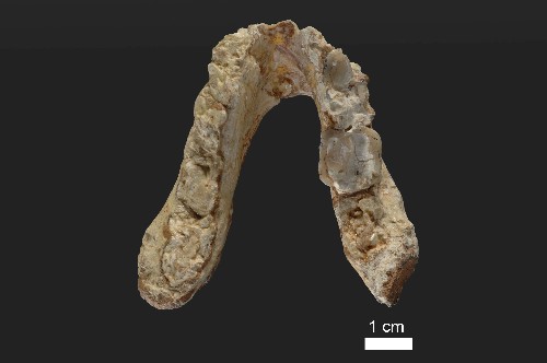 Fossils cast doubt on human lineage originating in Africa