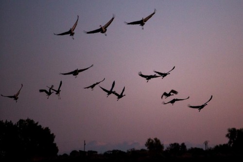 Over a third of North American bird species in danger: scientists