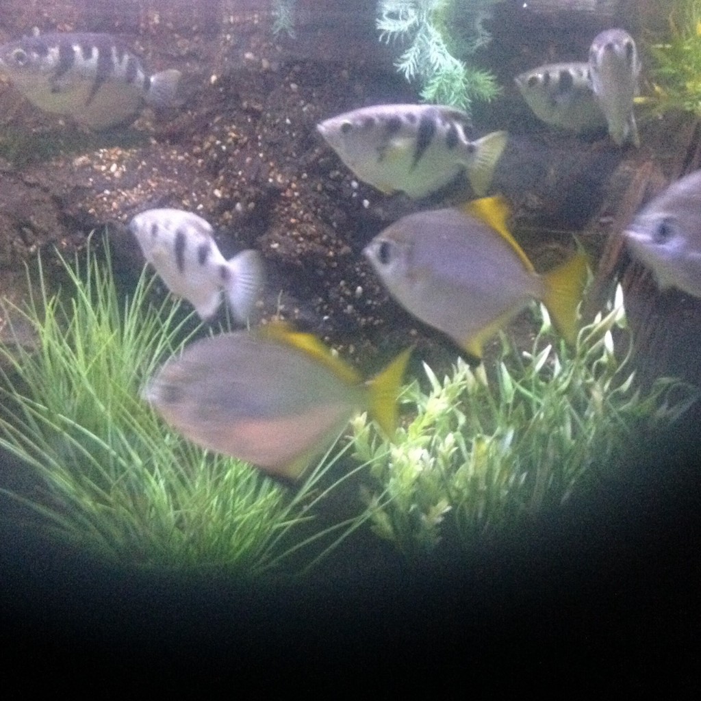Our Day Trip to Aquarium - cover