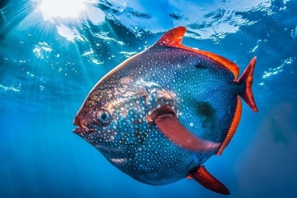 Rarely Seen Moonfish, Size of Manhole Cover, Caught on Camera