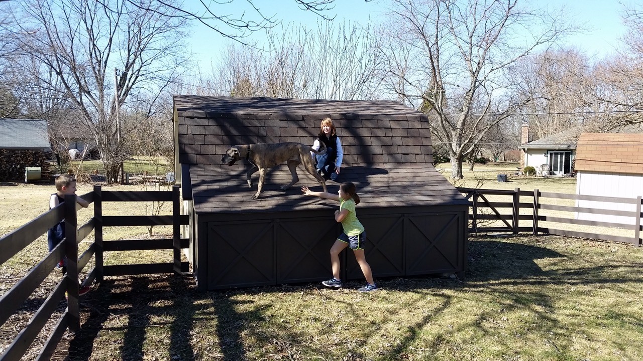 A dog that just can't resist jumping up on things