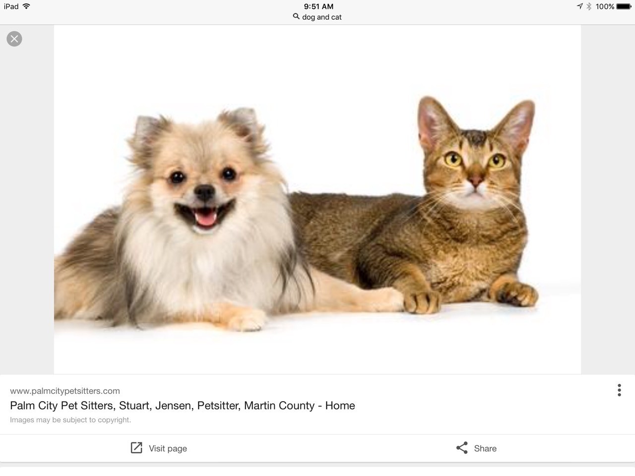 Dogs &a cats