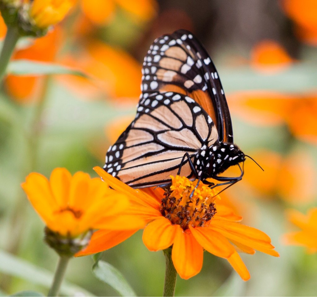 Butterflies 
&
Hummingbird 
Gardening 
