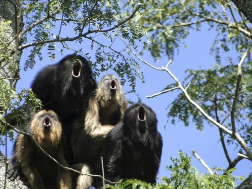 Howl of a good time: Deep monkey roars come with intimate secret