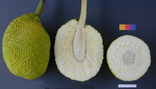 Whither the Breadfruit?