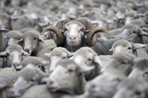Sheep Parade Through Central Madrid: Pictures