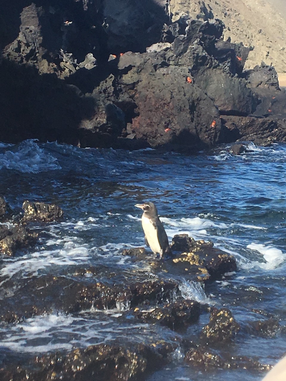And our first Galapagos Penguin sighting! First Zodiac outing is a hit!