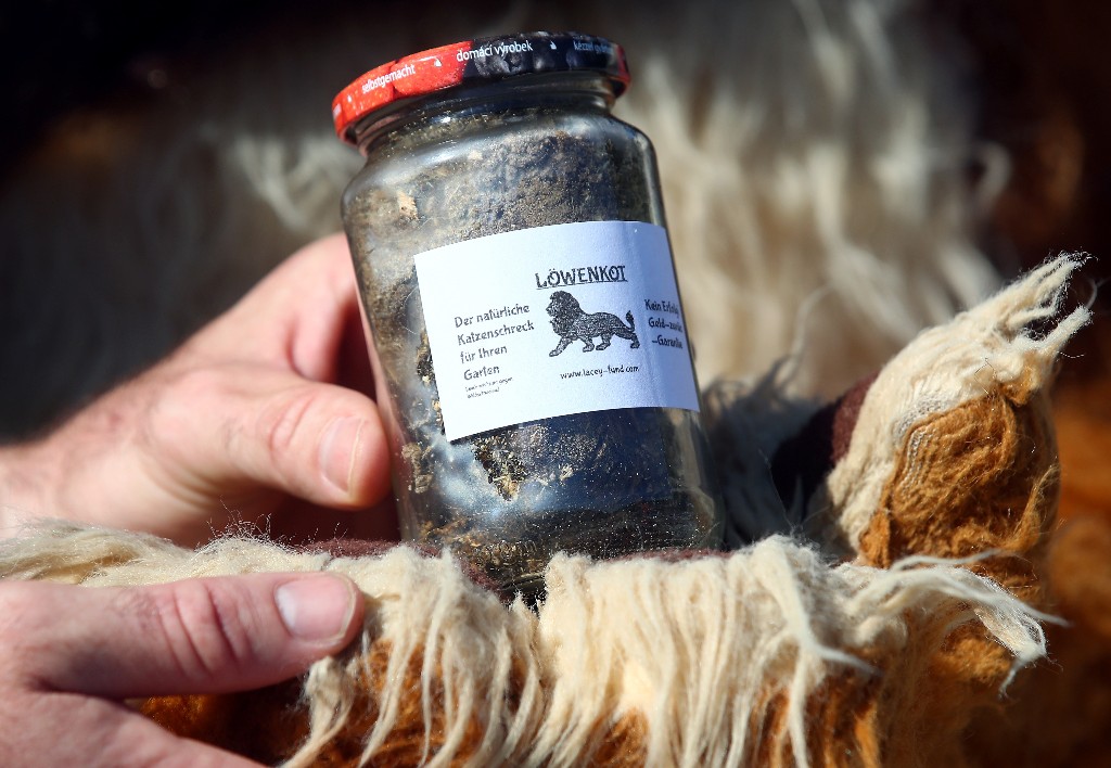 Big cats' droppings help German circus weather coronavirus crisis