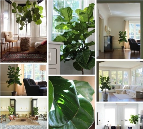 Field Guide: Fiddle Leaf Fig Tree