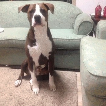 L'amore più bello è dato da un cane