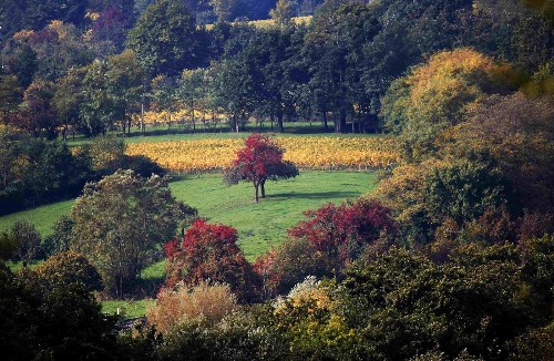 Fabulous Fall Foliage in Full Bloom: Pictures