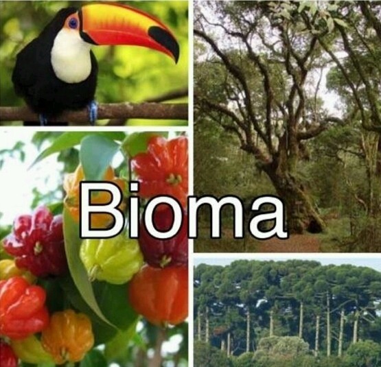 WIKI MATA ARAUCÁRIA