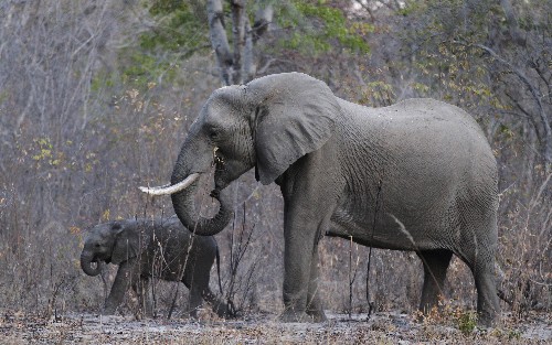 Elephant advocates sue Trump administration on trophy hunting