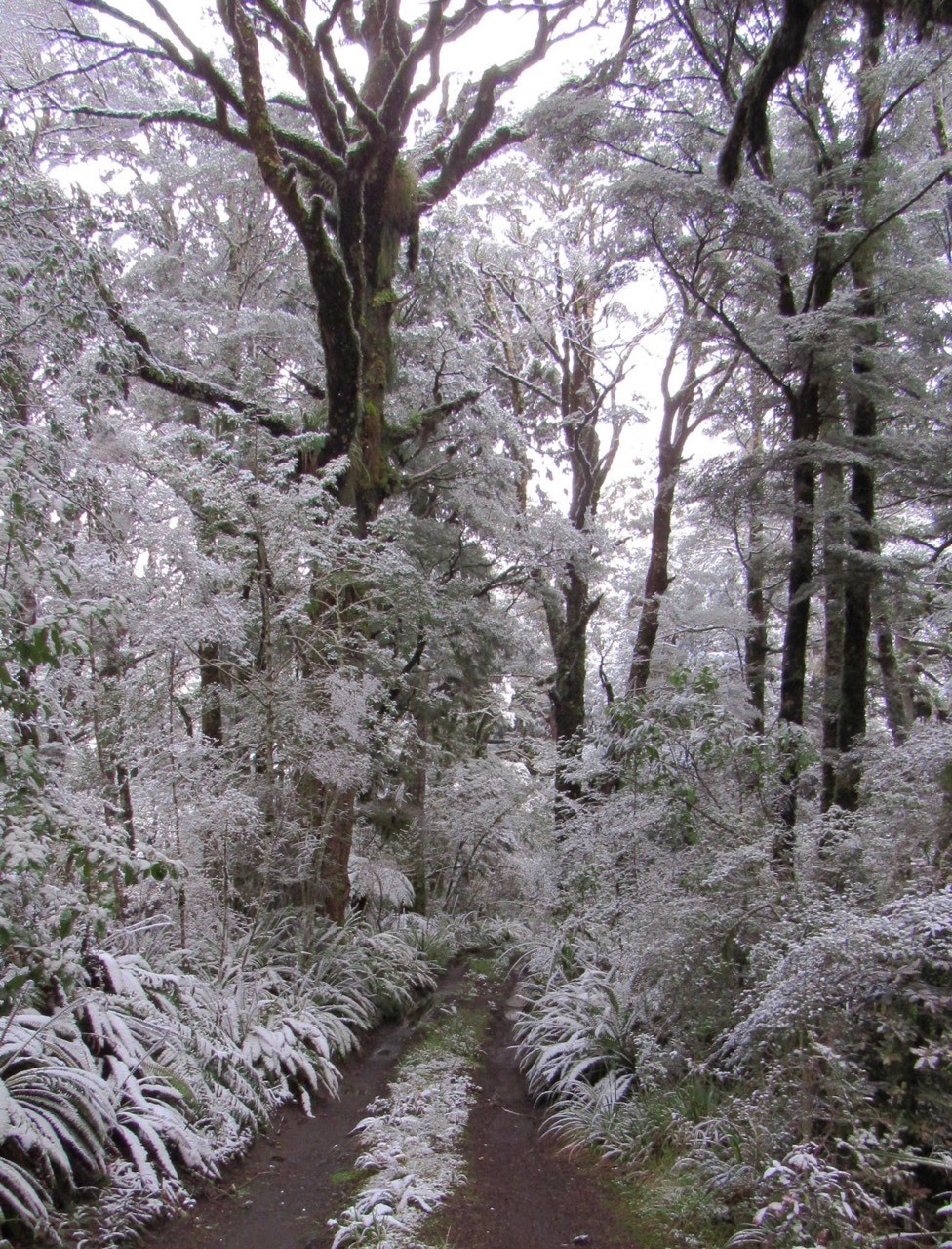 On the mountain road between Ohakune and Turoa skifield - the morning after a snowfall, a side track leads into the trees....