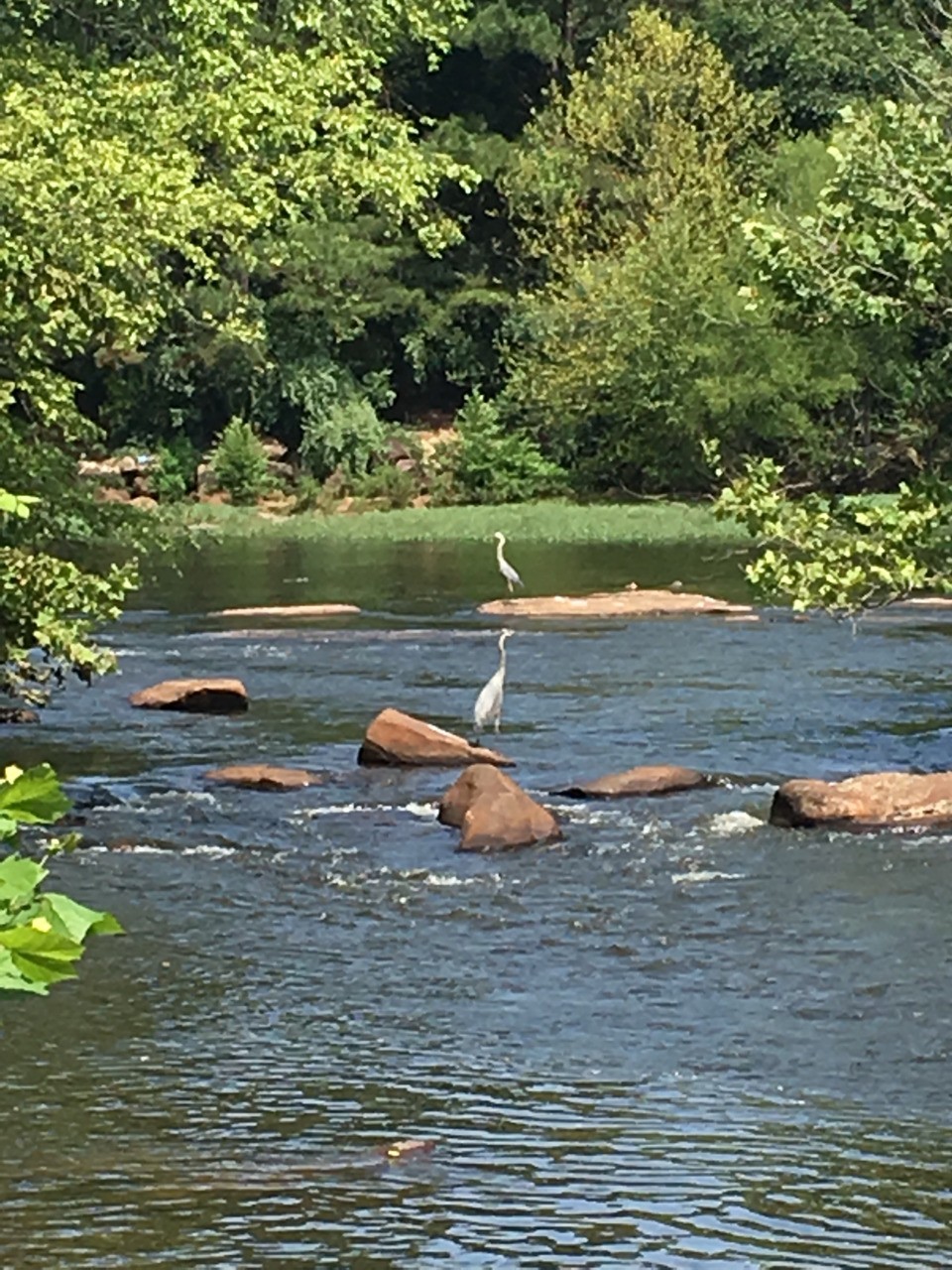 Fine feathered friends fishing at the Falls.
